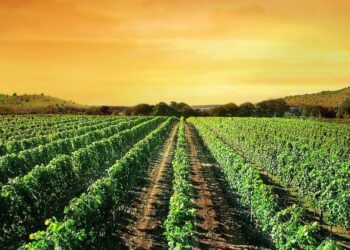 Wine Tasting in Macedonia: A Journey Through Vineyards and Wineries