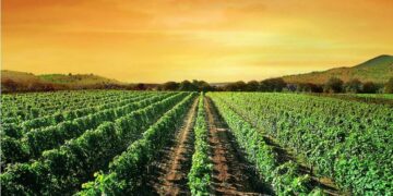 Wine Tasting in Macedonia: A Journey Through Vineyards and Wineries