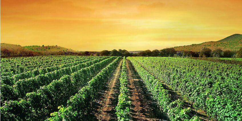 Wine Tasting in Macedonia: A Journey Through Vineyards and Wineries